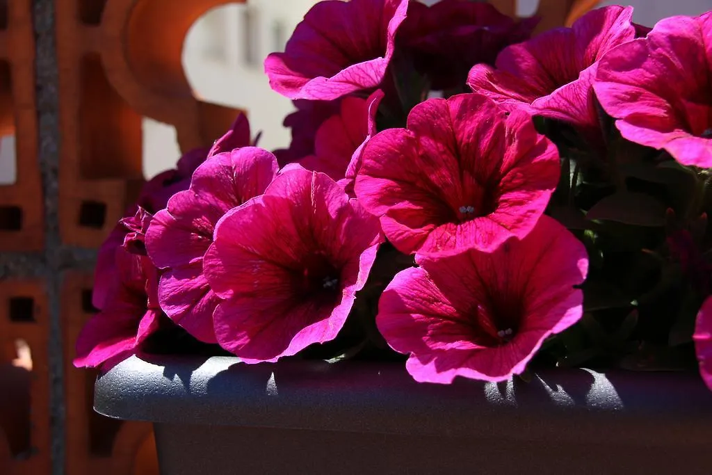 Apartament L'Alzina Blanes Apartment
